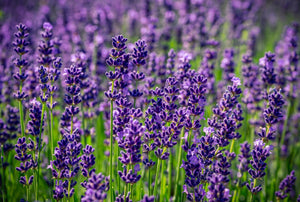 Lavender in Tennessee?